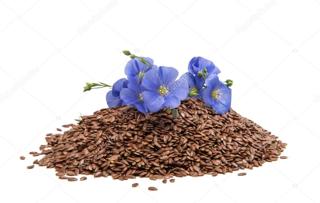 Flax flowers with flax seeds