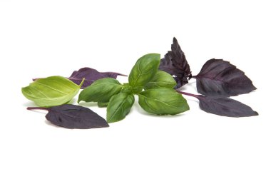 Fesleğen aromaterapi izole