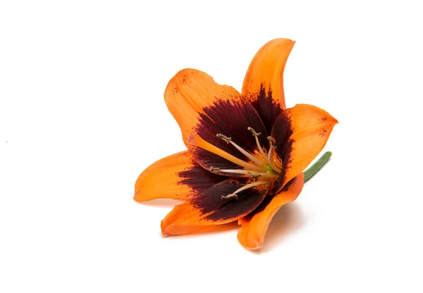 Beautiful lily isolated — Stock Photo, Image