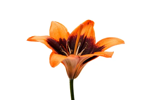 Beautiful lily isolated — Stock Photo, Image