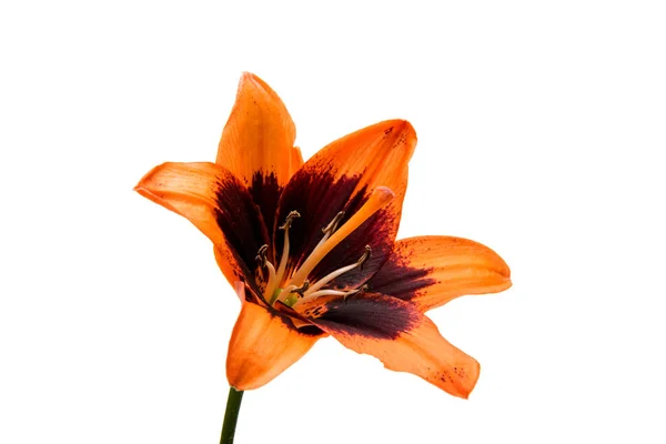 Vackra lily isolerade — Stockfoto