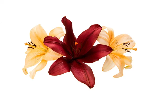 Beautiful lily isolated — Stock Photo, Image