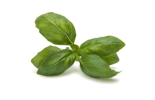 Basil vegetarisch ingrediënt geïsoleerd — Stockfoto