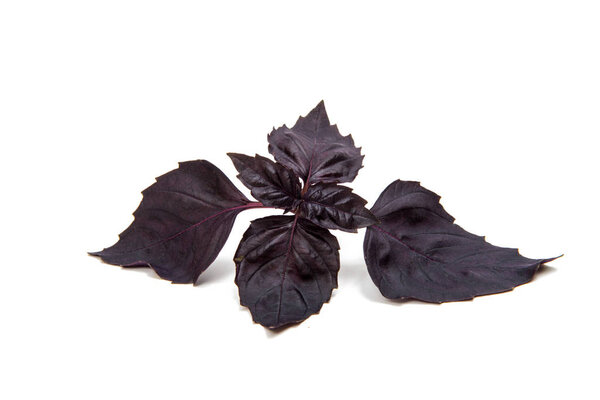 Basil vegetarian ingredient isolated