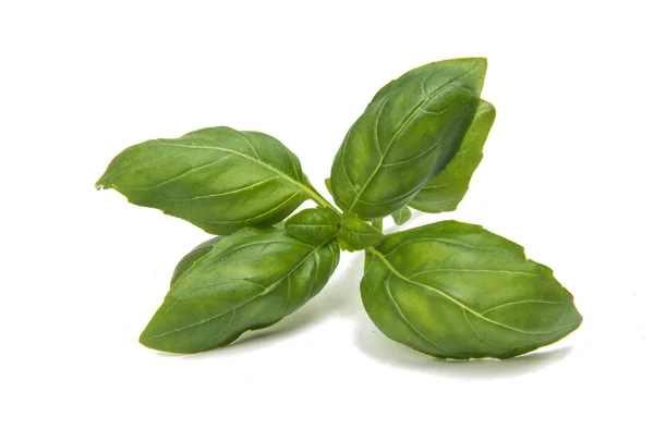 Basil vegetarisch ingrediënt geïsoleerd — Stockfoto