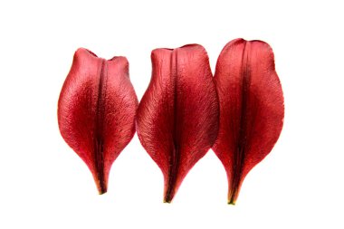 İzole kırmızı lily petal 