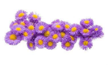 İzole Eriegeron papatya 