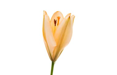 Lily beyaz zemin üzerine