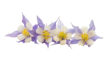 izole aquilegia çiçek