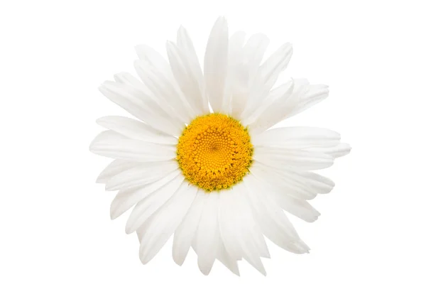 Marguerite macro isolée — Photo