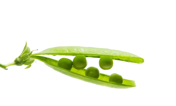 グリーン ピースの豆 — ストック写真