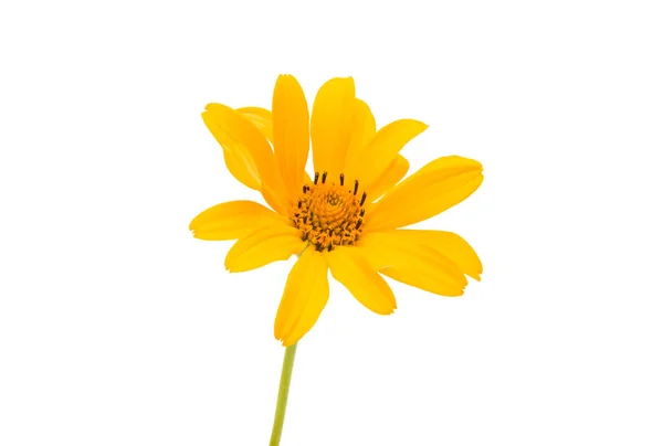 Fleur jaune d'été — Photo