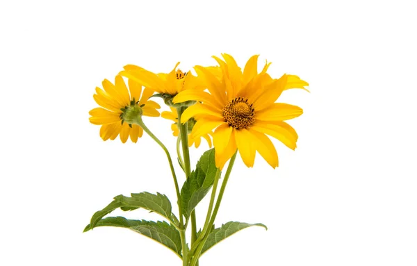 Flor amarilla verano — Foto de Stock