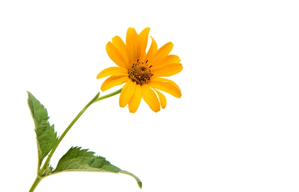 黄色の夏の花 — ストック写真
