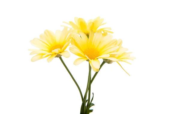Yellow summer flower — Stock Photo, Image