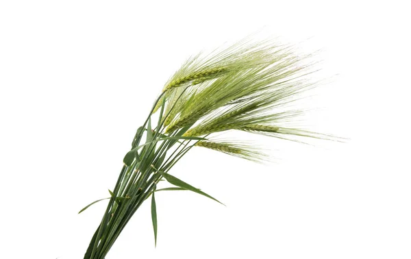 Green ears of wheat — Stock Photo, Image