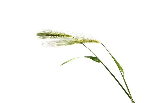 Oreilles vertes de blé — Photo
