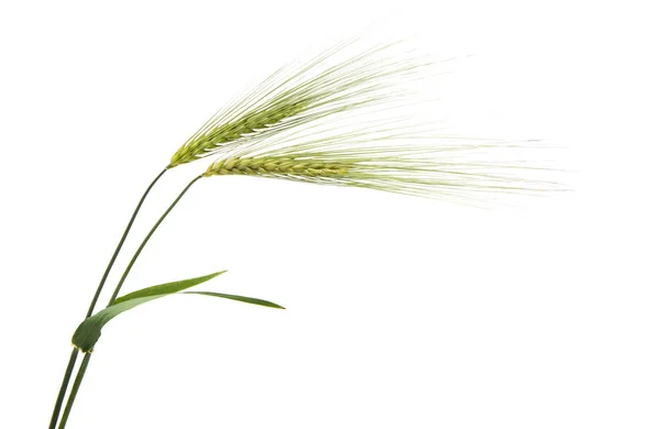Hojas verdes de trigo — Foto de Stock