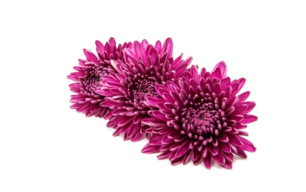 Chrysanthème lilas isolé — Photo