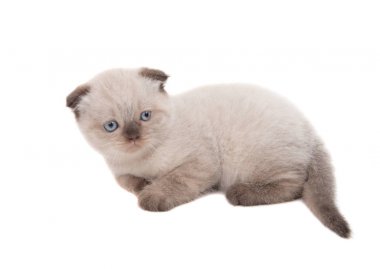 İzole güzel lop-eared yavru kedi 