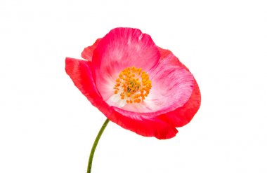 izole kırmızı gelincik 