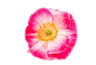 izole kırmızı gelincik 