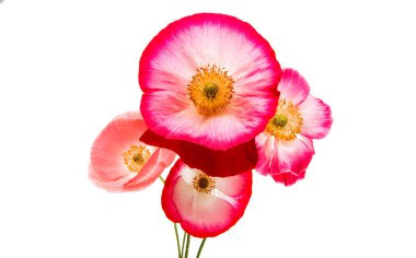 izole kırmızı gelincik 