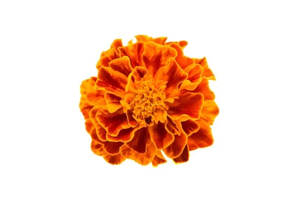 Marigold flower isolated — Stock Photo, Image