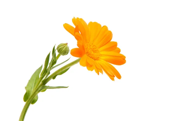 ดอกไม้มาริโกลด์ — ภาพถ่ายสต็อก