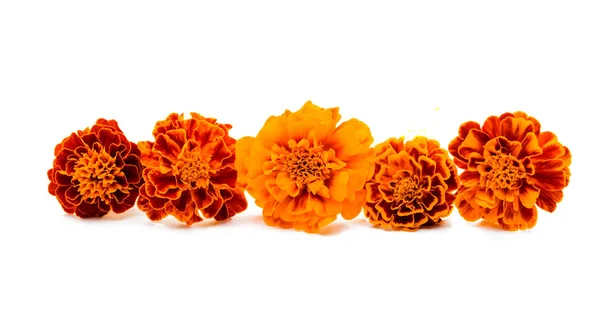 Marigold flower isolated — Stock Photo, Image