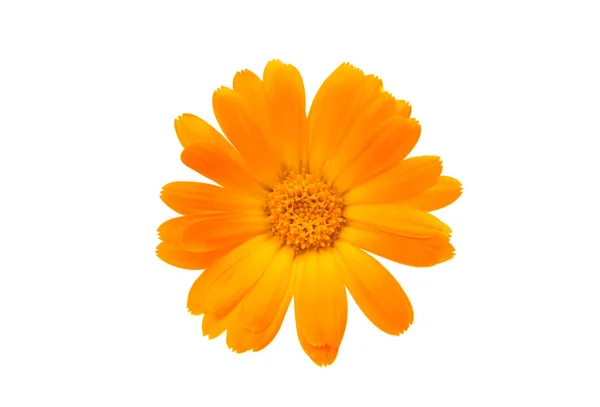 Fiore di calendula isolato — Foto Stock