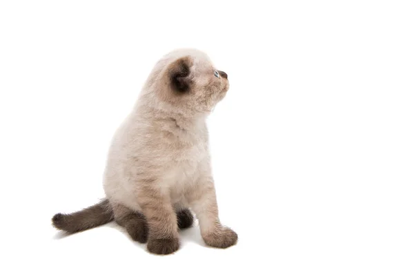 Beautiful lop-eared kitten isolated — Stock Photo, Image