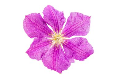 izole akasma çiçek 