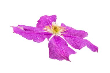 izole akasma çiçek 