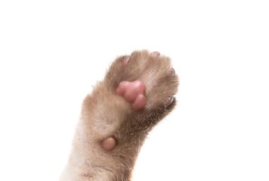 İzole kedi yavrusu pençe