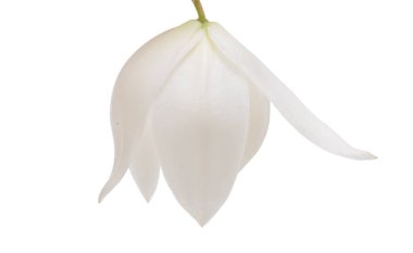 İzole avize ağacı çiçek 