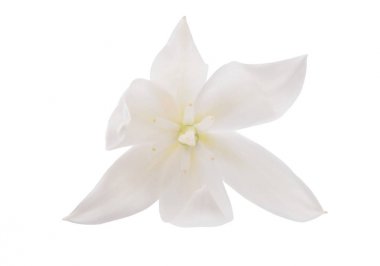 İzole avize ağacı çiçek 