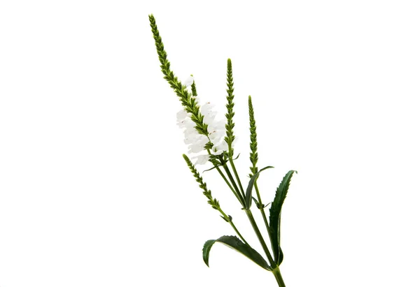 ベロニカの白い花 — ストック写真