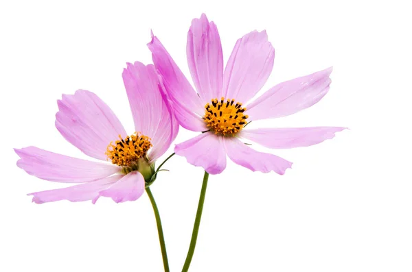 Cosmea рожева квітка — стокове фото
