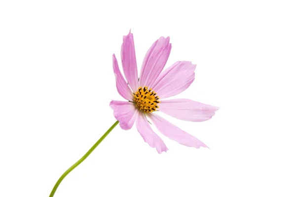 Flor cosmea rosa — Fotografia de Stock