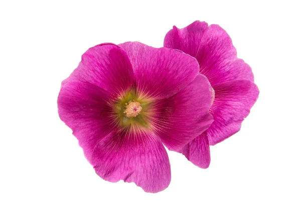 Gyönyörű mályva virág — Stock Fotó
