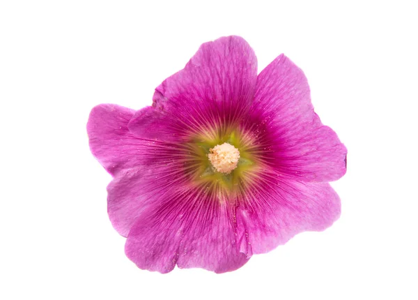 Malva vacker blomma — Stockfoto