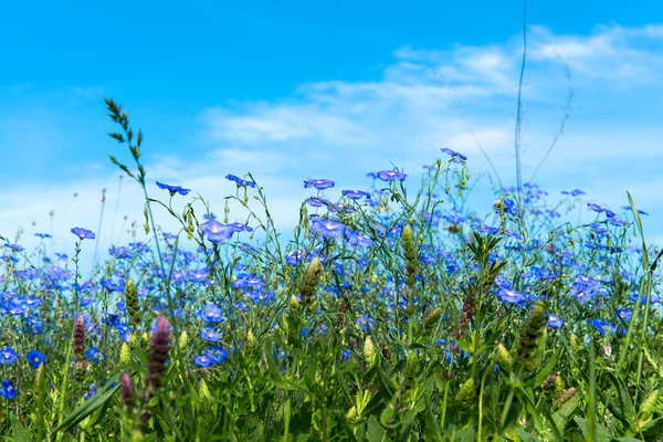 Flax blooming in a meadow — Stock Photo, Image