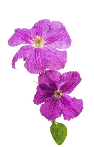 Clematis blomma isolerade — Stockfoto