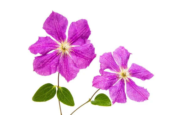 Clematis flower isolated — Stock Photo, Image