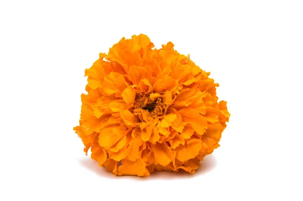 Flower marigold isolated — Stock Photo, Image