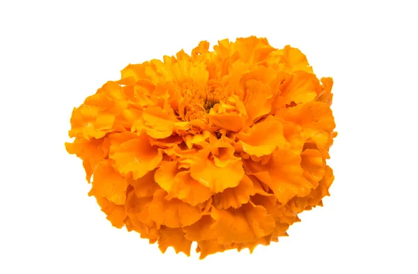 Blomma marigold isolerade — Stockfoto