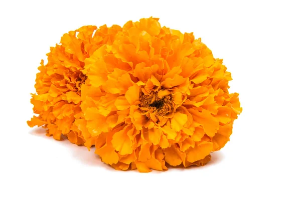 Blomma marigold isolerade — Stockfoto