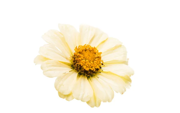 Ціннія квітка ізольовані — стокове фото