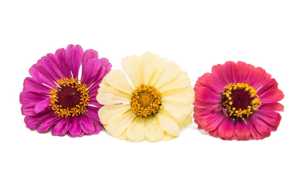 Izole zinnia çiçeği — Stok fotoğraf